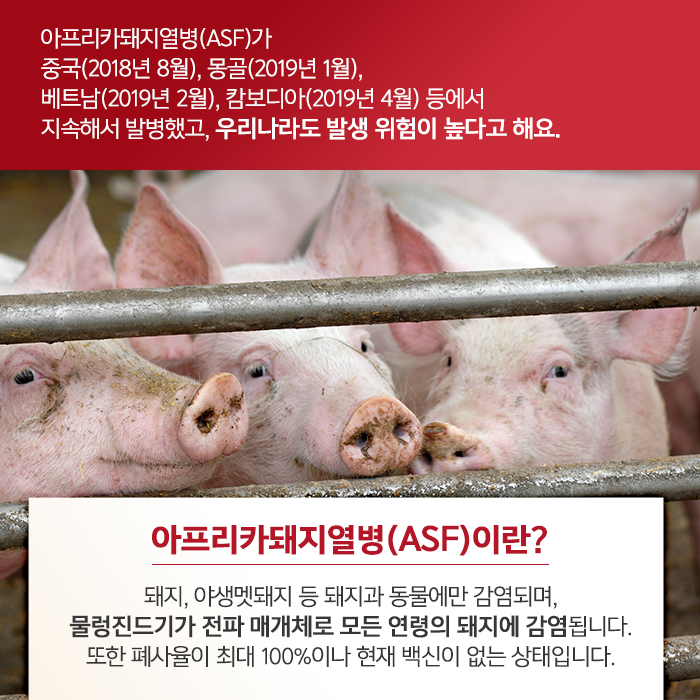 아프리카돼지열병(ASF)가 중국(2018년 8월), 몽골(2019년 1월), 베트남(2019년 2월), 캄보디아(2019년 4월) 등에서 지속해서 발병했고, 우리나라도 발생 위험이 높다고 해요. 아프리카돼지열병(ASF)이란? 돼지, 야생멧돼지 등 돼지과 동물에만 감염되며, 물렁진드기가 전파 매개체오 모든 연령의 돼지에 감염됩니다. 또한 폐사율이 최대 100%이나 현재 백신이 없는 상태입니다.
