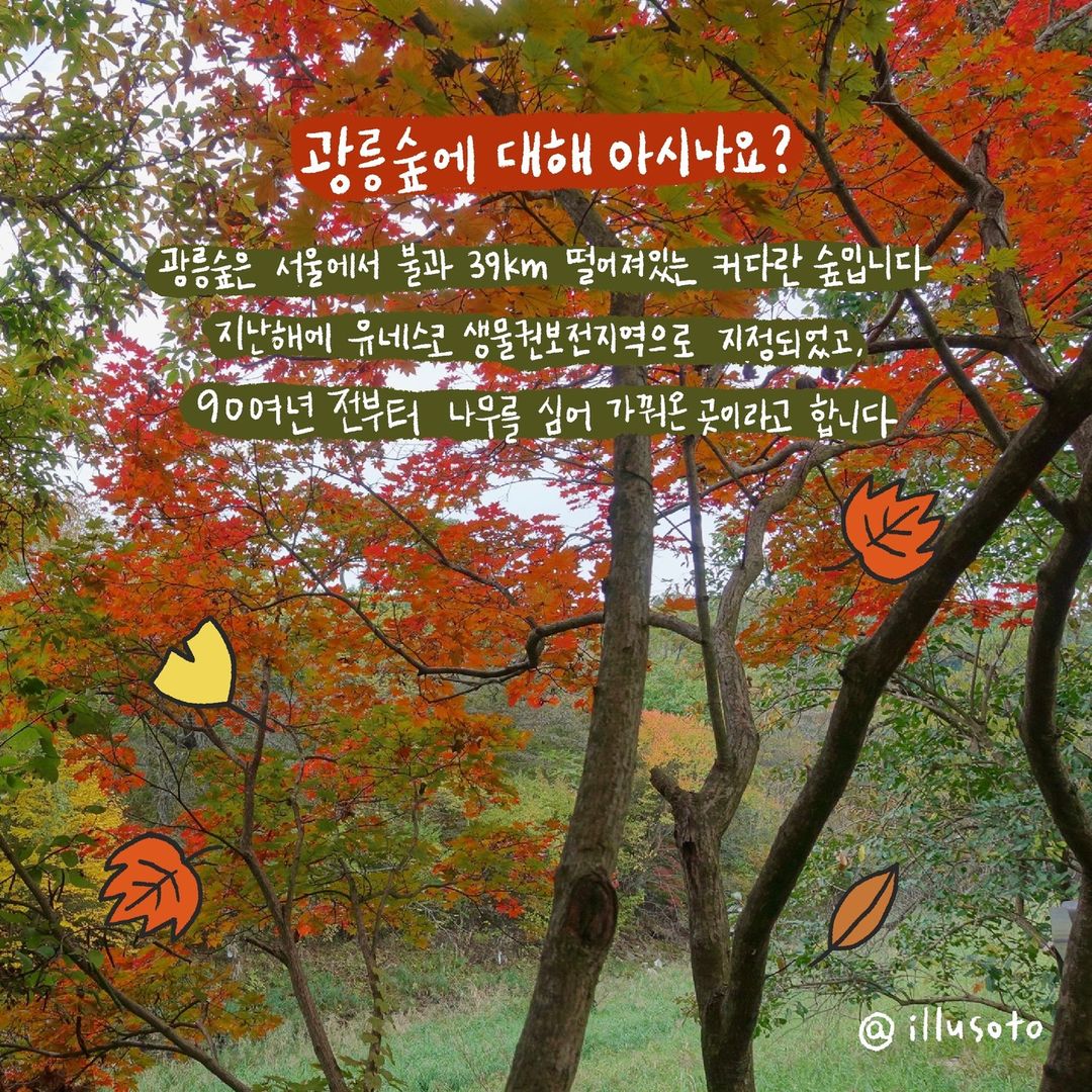 광릉숲에 대해 아시나요? 광릉숲은 서울에서 불과 39km 떨어져있는 커다란 숲입니다 지난해에 유네스코 생물권보전지역으로 지정되었고, 90여년 전부터 나무를 심어 가꿔온 곳이라고 합니다 illusoto