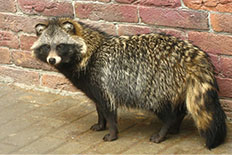 광견병의 숙주동물 - 너구리